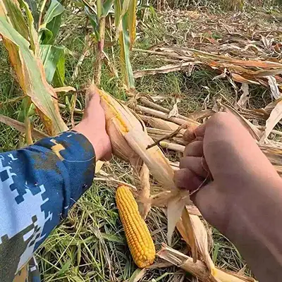 Northern China’s Rainfall Finally Ends, Agricultural Machinery Accelerates the Autumn Harvest