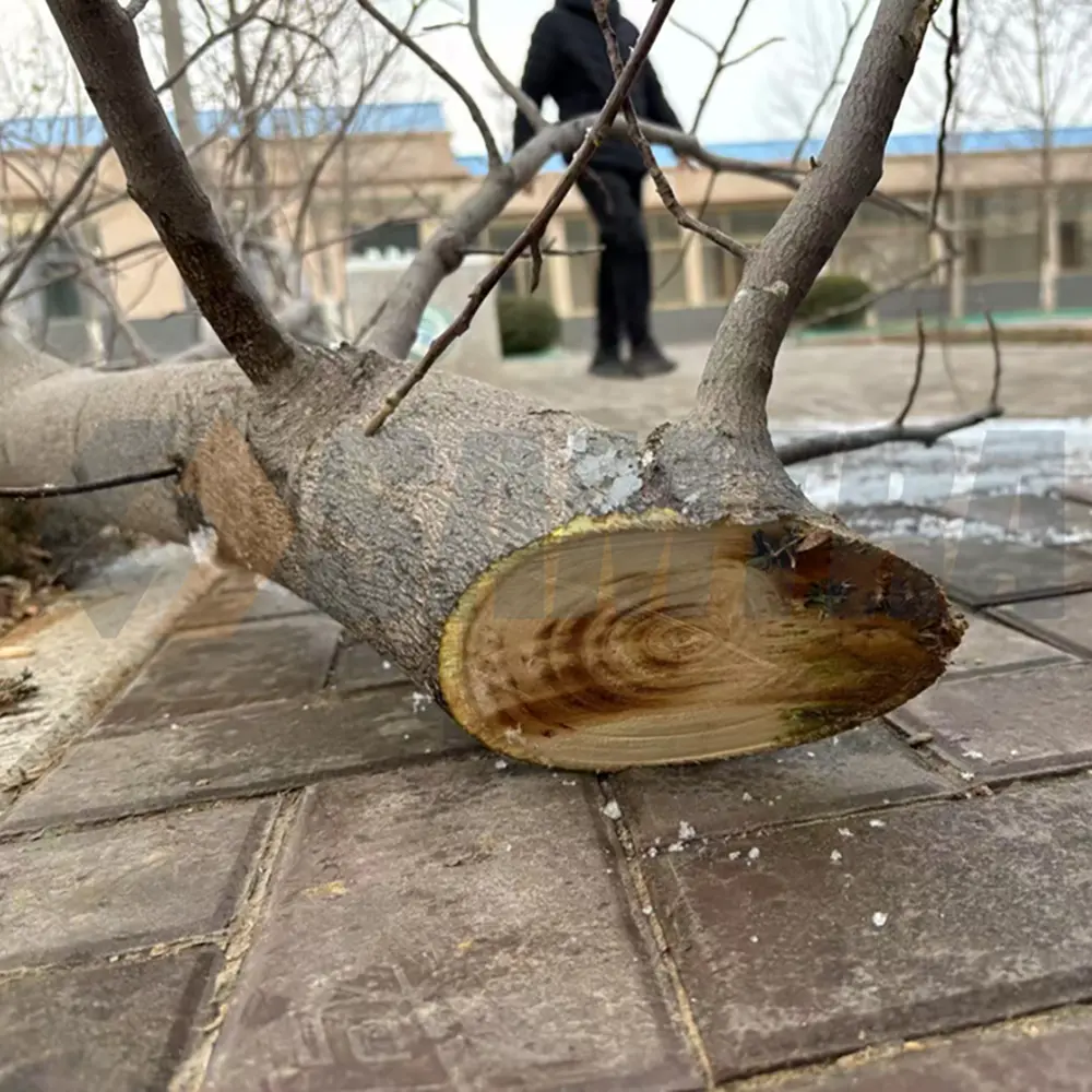Tractor Tree Cutter